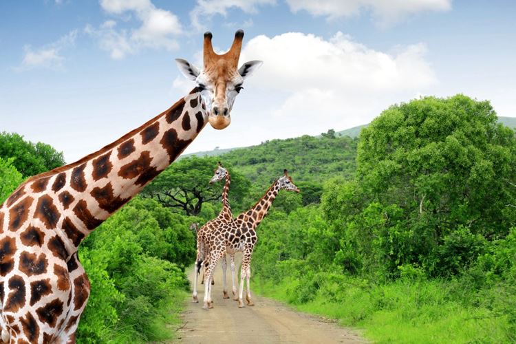 Krugeruv-park-safari-Jihoafricka-republika-CK-Leones-4-1020x700