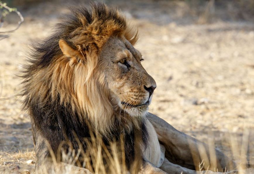 Kgalagadi-safari-Jihoafricka-republika-CK-Leones-3-1020x700