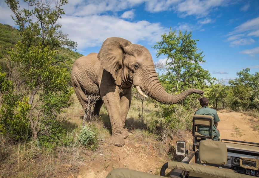 Krugeruv-park-safari-Jihoafricka-republika-CK-Leones-1-1020x700